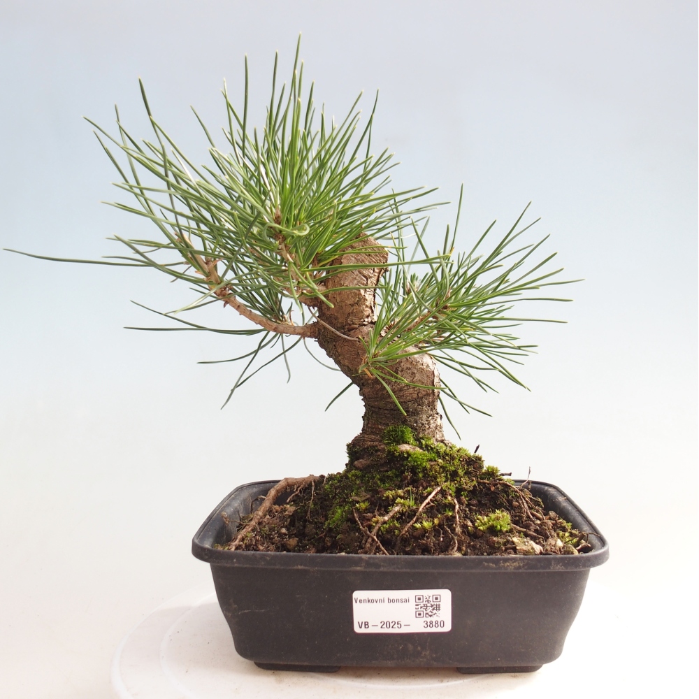 Bonsai da esterno - Pinus thunbergii - Pino di Thunberg
