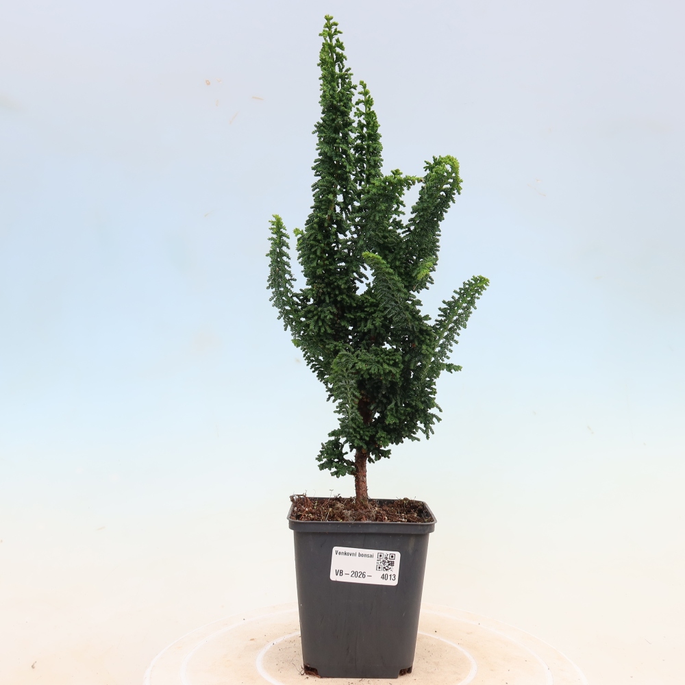 Bonsai da esterno - Cham. obtusa SEKKA HINOKI - Cipresso