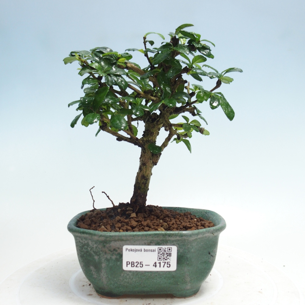Camera bonsai - Carmona macrophylla - Tea fuki