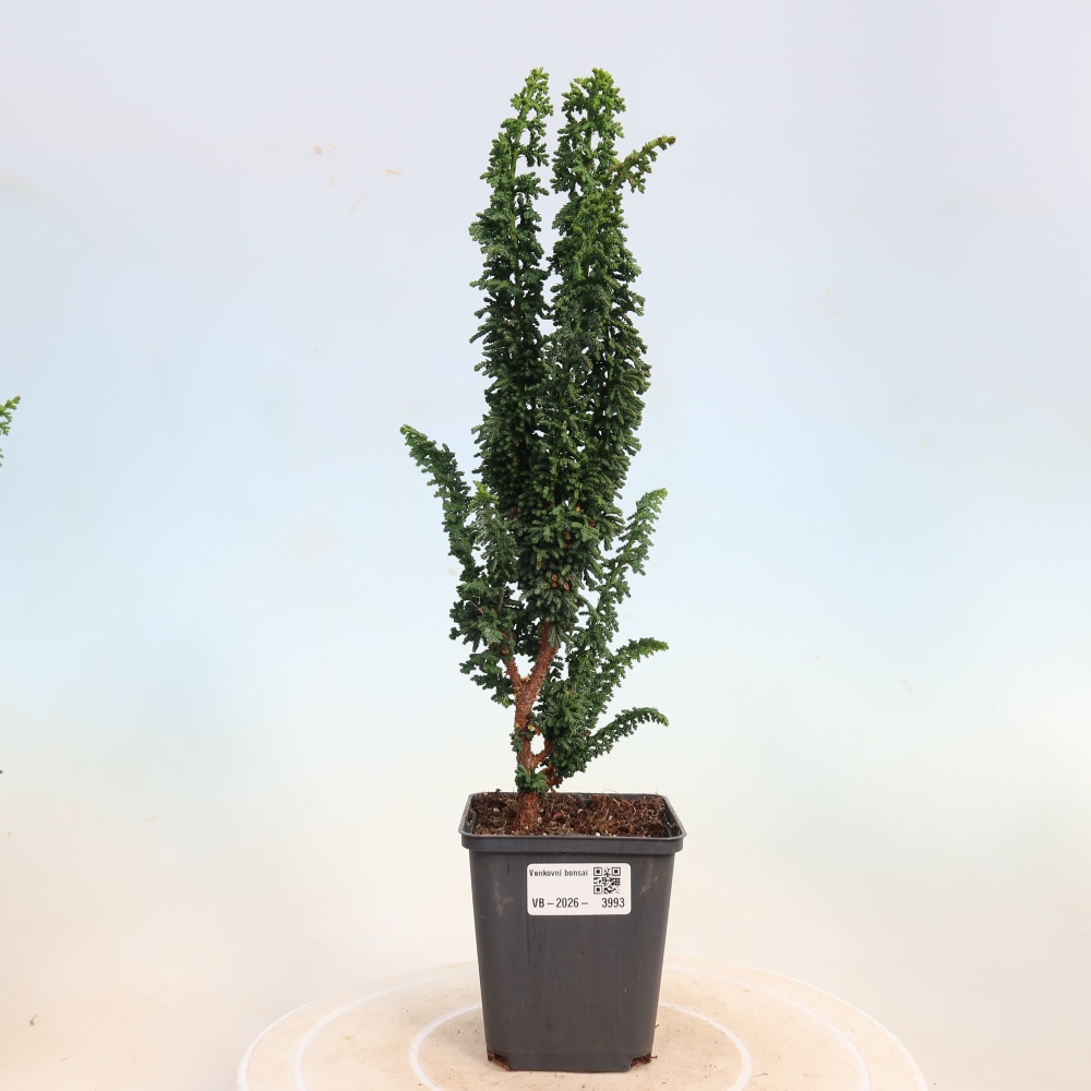 Bonsai da esterno - Cham. obtusa SEKKA HINOKI - Cipresso