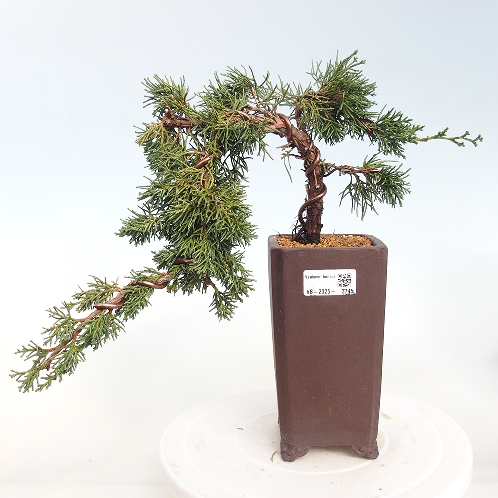 Bonsai da esterno - Juniperus chinensis Kishu