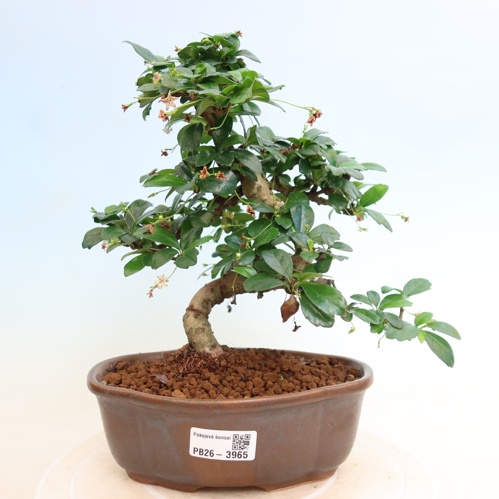 Camera bonsai - Carmona macrophylla - Tea fuki