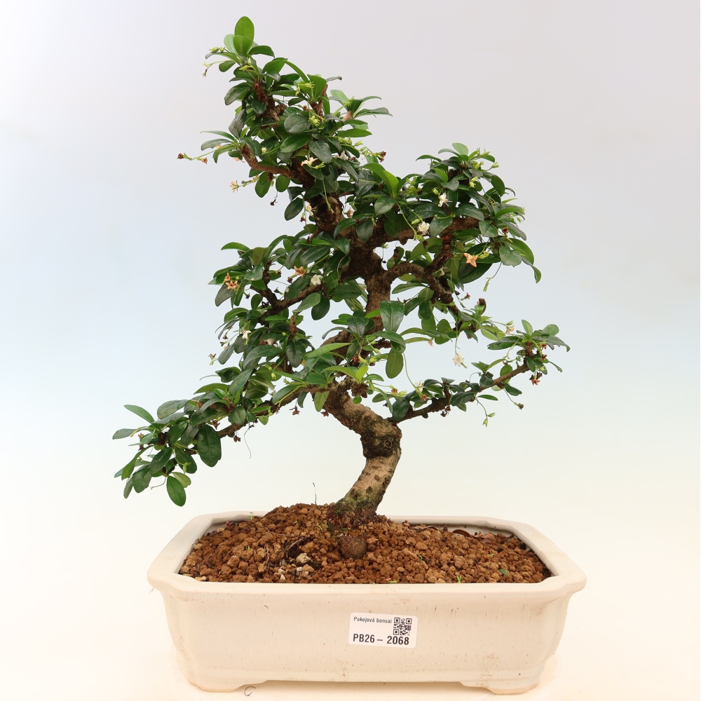 Camera bonsai - Carmona macrophylla - Tea fuki