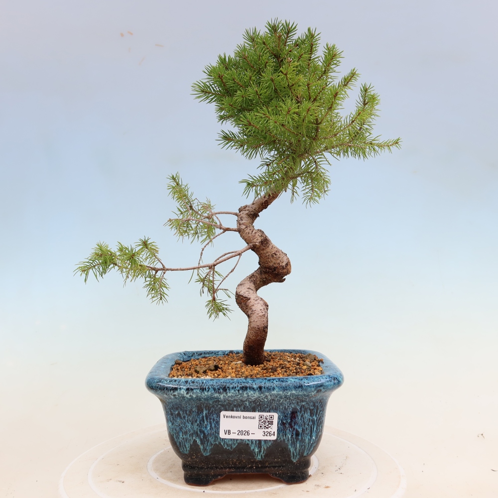 Bonsai da esterno - Abete rosso - Picea glauca globo