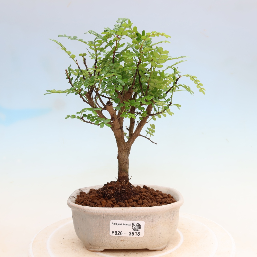 Camera bonsai - Zantoxylum piperitum - albero del pepe