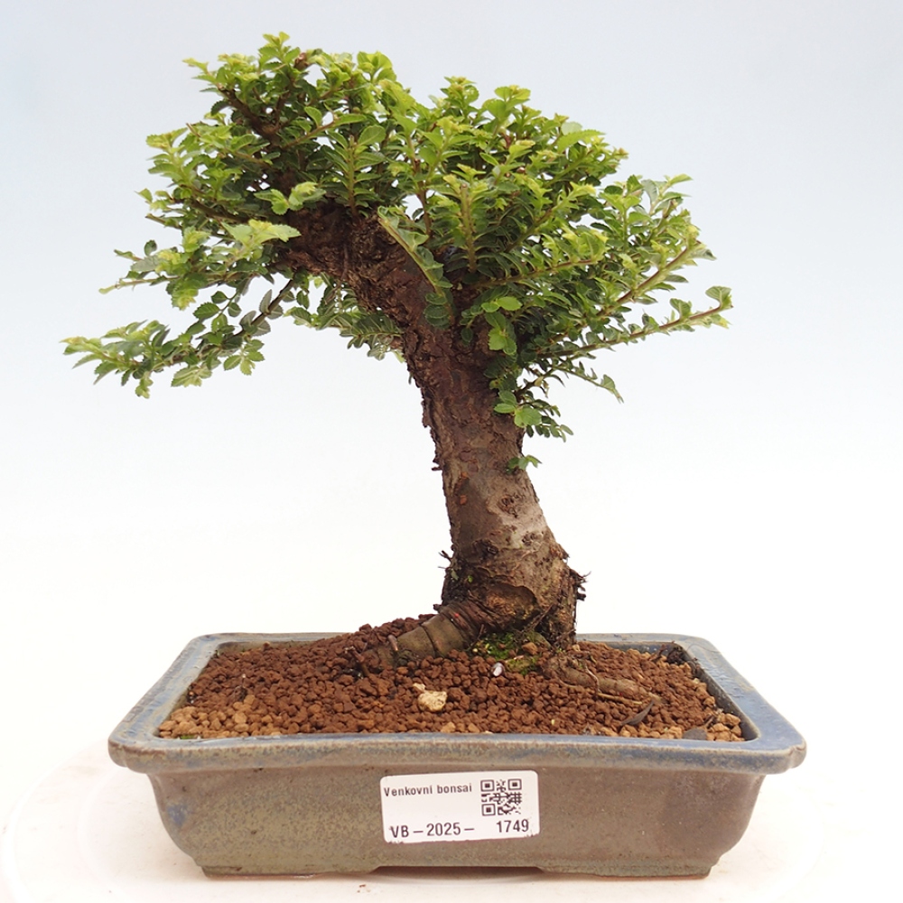 Bonsai da esterno - Ulmus parvifolia Hokkaido - Olmo cinese