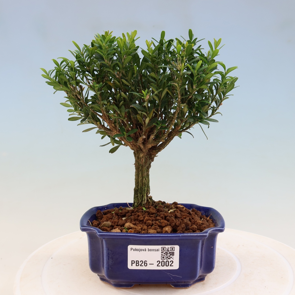 Camera bonsai - Buxus harlandii - buxus da sughero