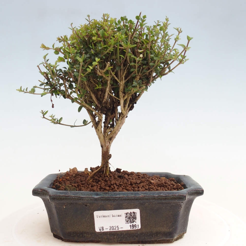 Bonsai da esterno-Lonicera nitida Twiggy -Caprifoglio
