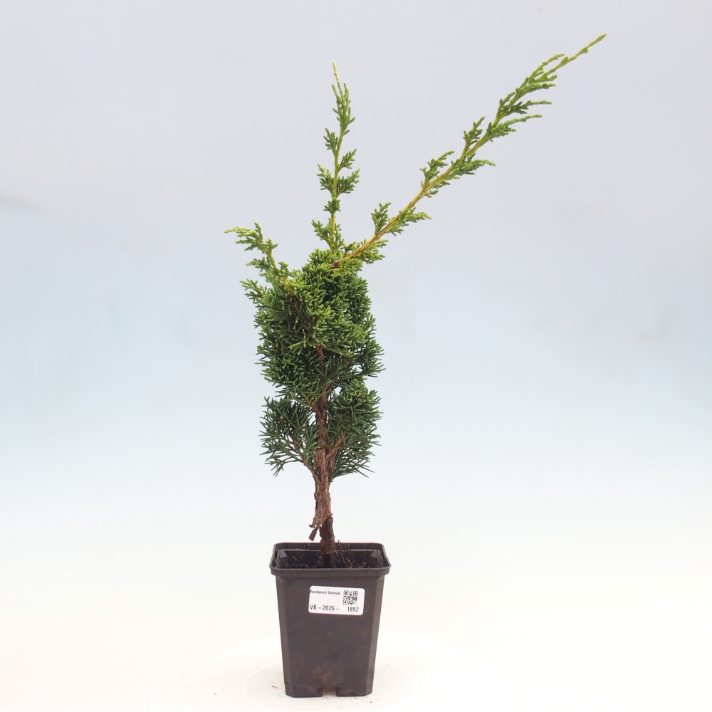 Bonsai da esterno - Juniperus chinensis Kishu