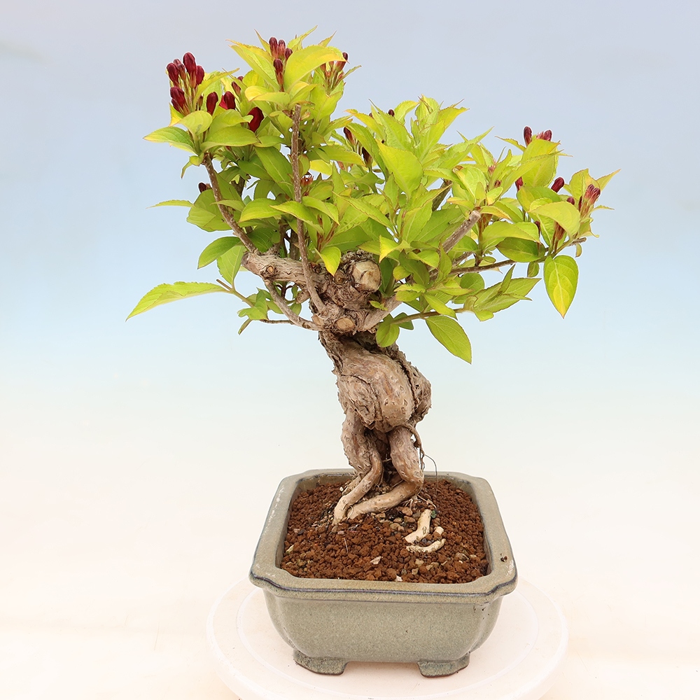 Bonsai da esterno - Weigela subsessilis - Weigela coreana