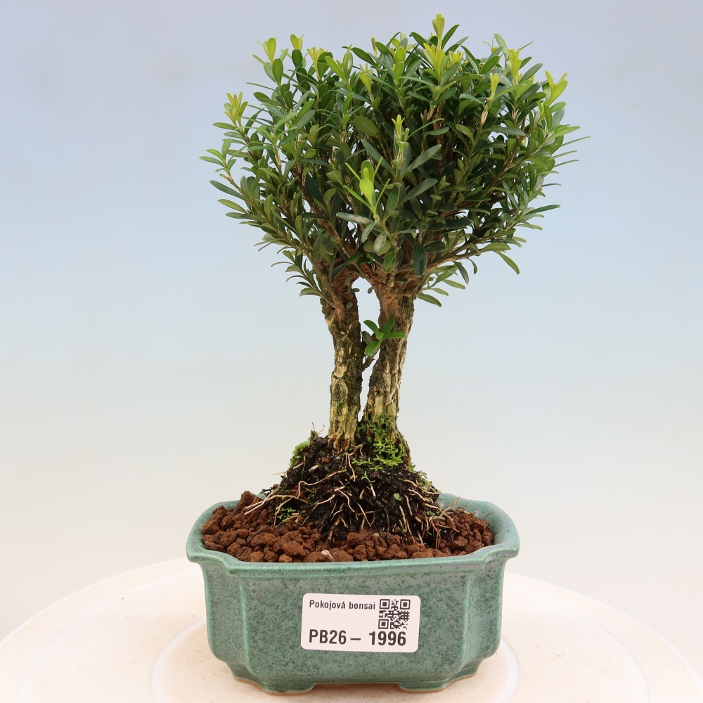 Camera bonsai - Buxus harlandii - buxus da sughero