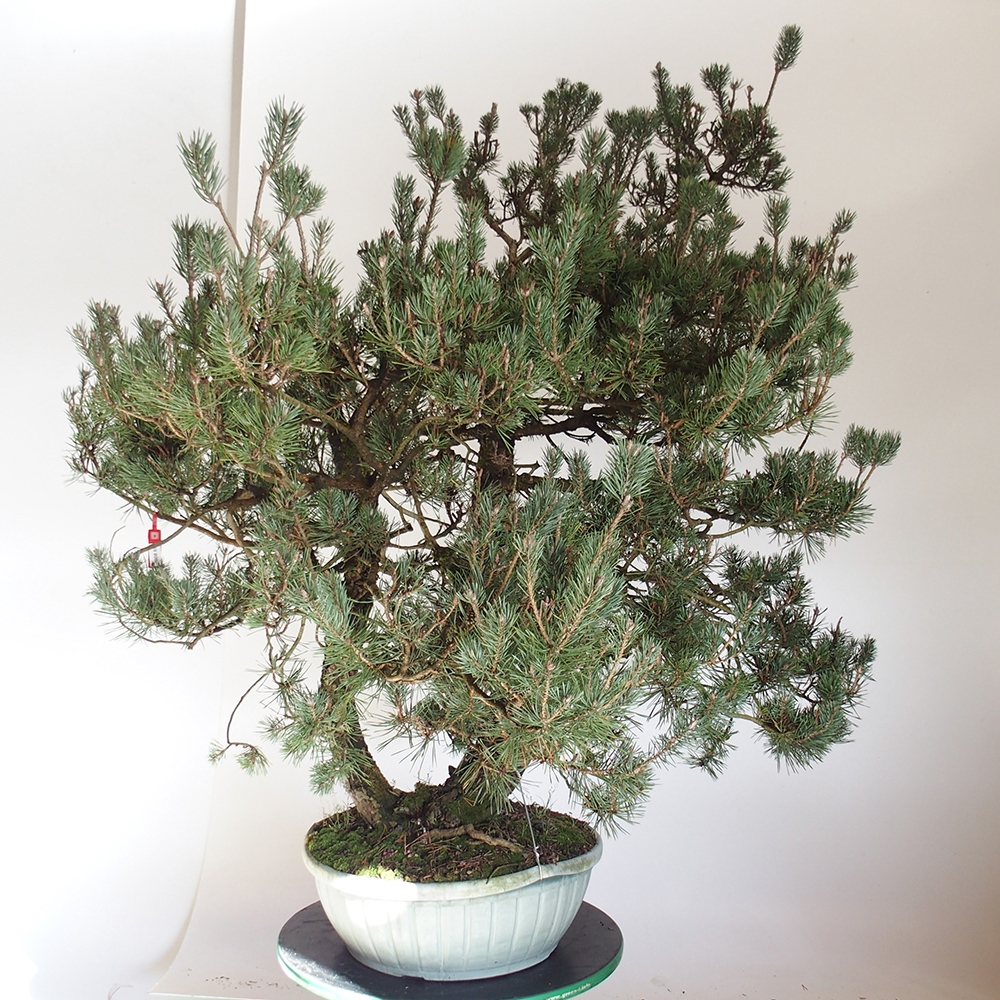 Yamadori - Pinus sylvestris Spagna