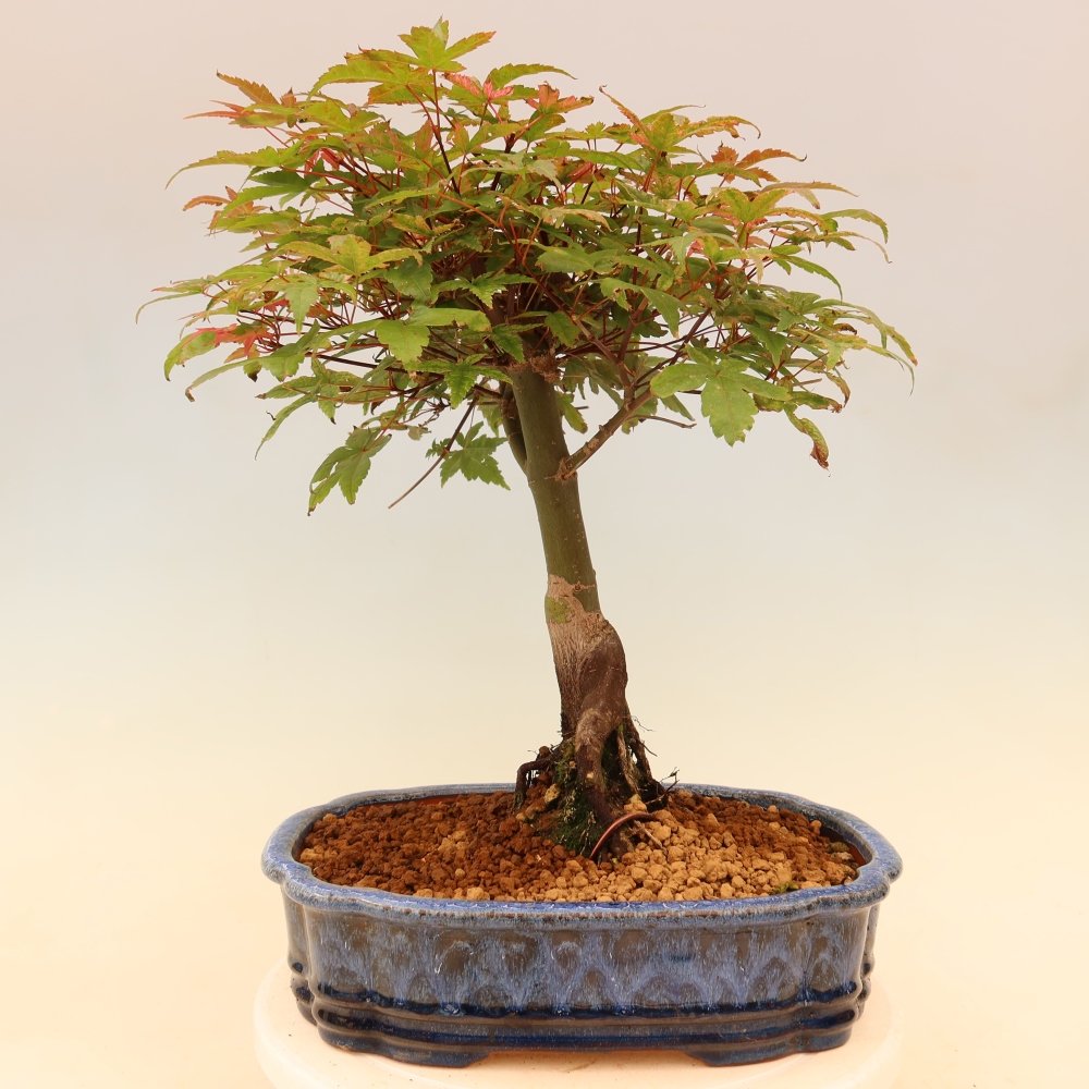 Acero norvegese - Acer palmatum Beni Tsukasa