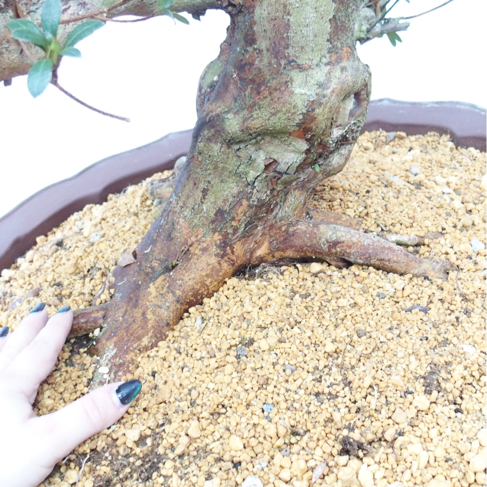 Bonsai da esterno - Azalea giapponese - Azalea Shikou
