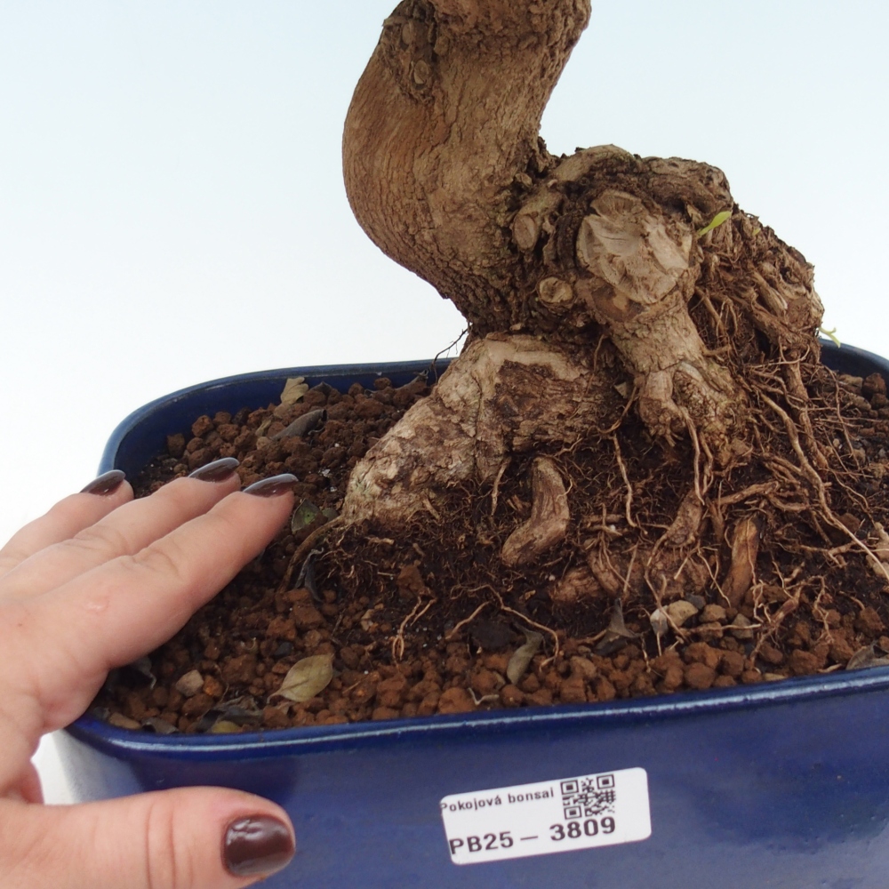 Camera bonsai - Duranta erecta Aurea
