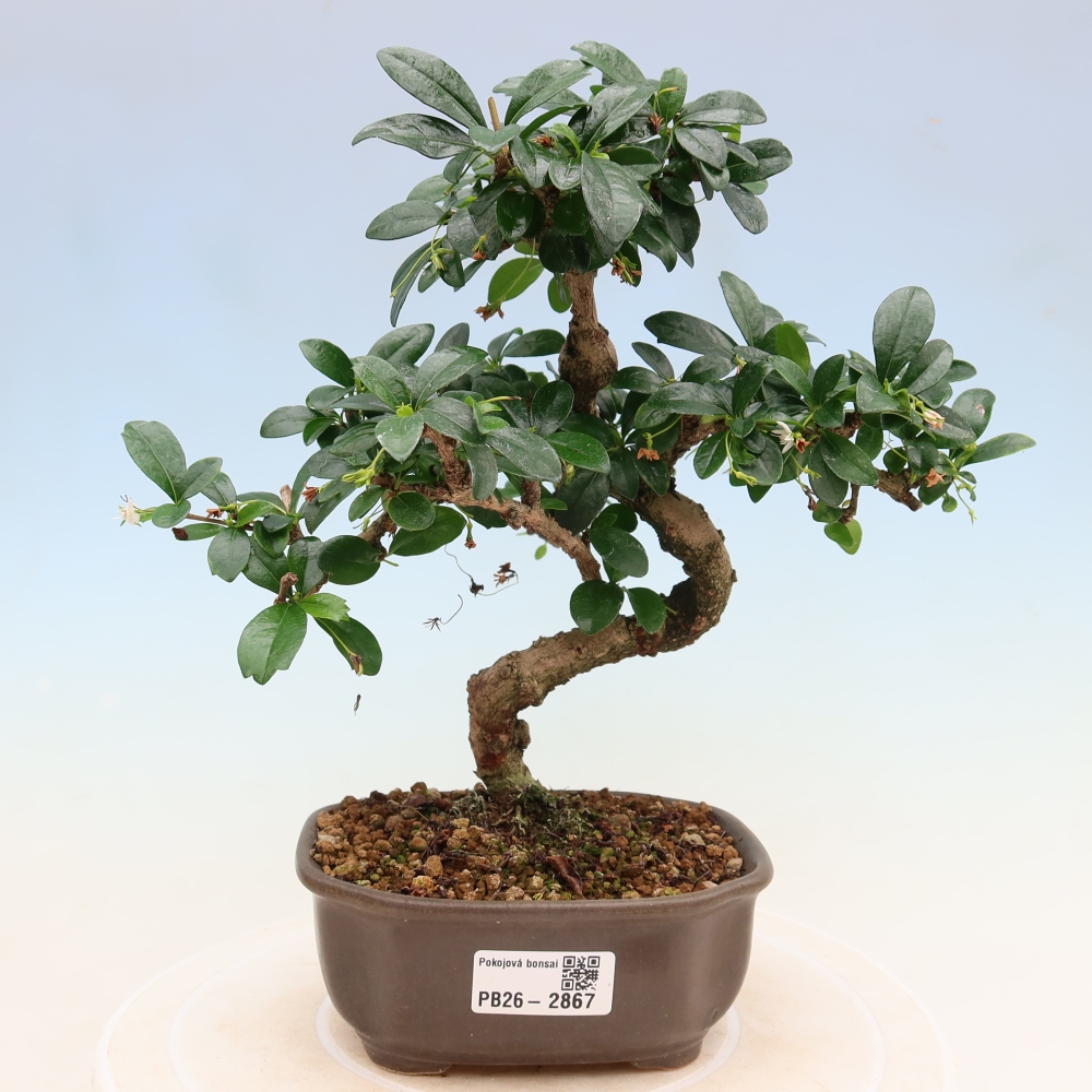 Camera bonsai - Carmona macrophylla - Tea fuki