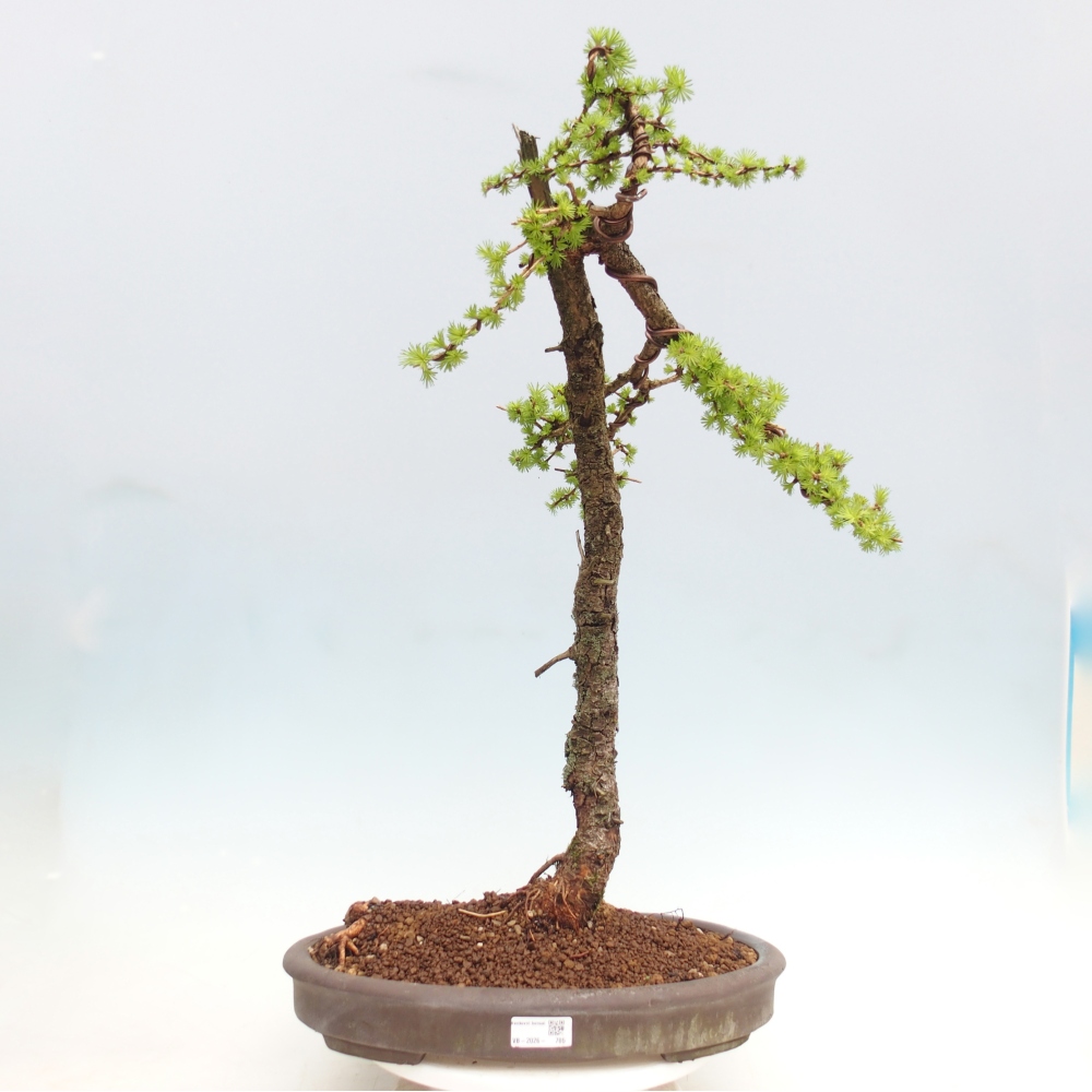 Bonsai da esterno -Larix decidua - Larice - Solo trasporto su pallet