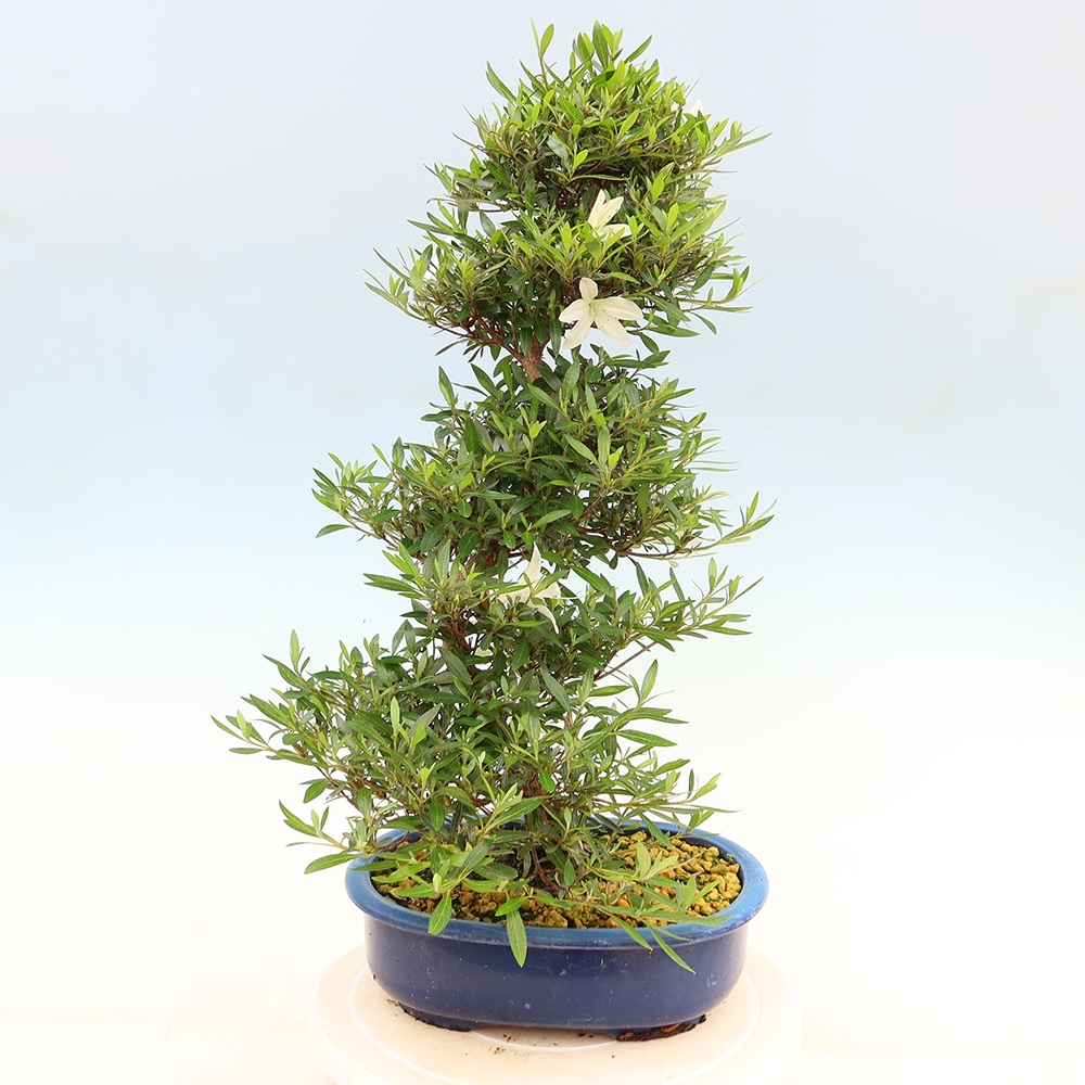 Bonsai da esterno - Azalea giapponese - Azalea Hakurin