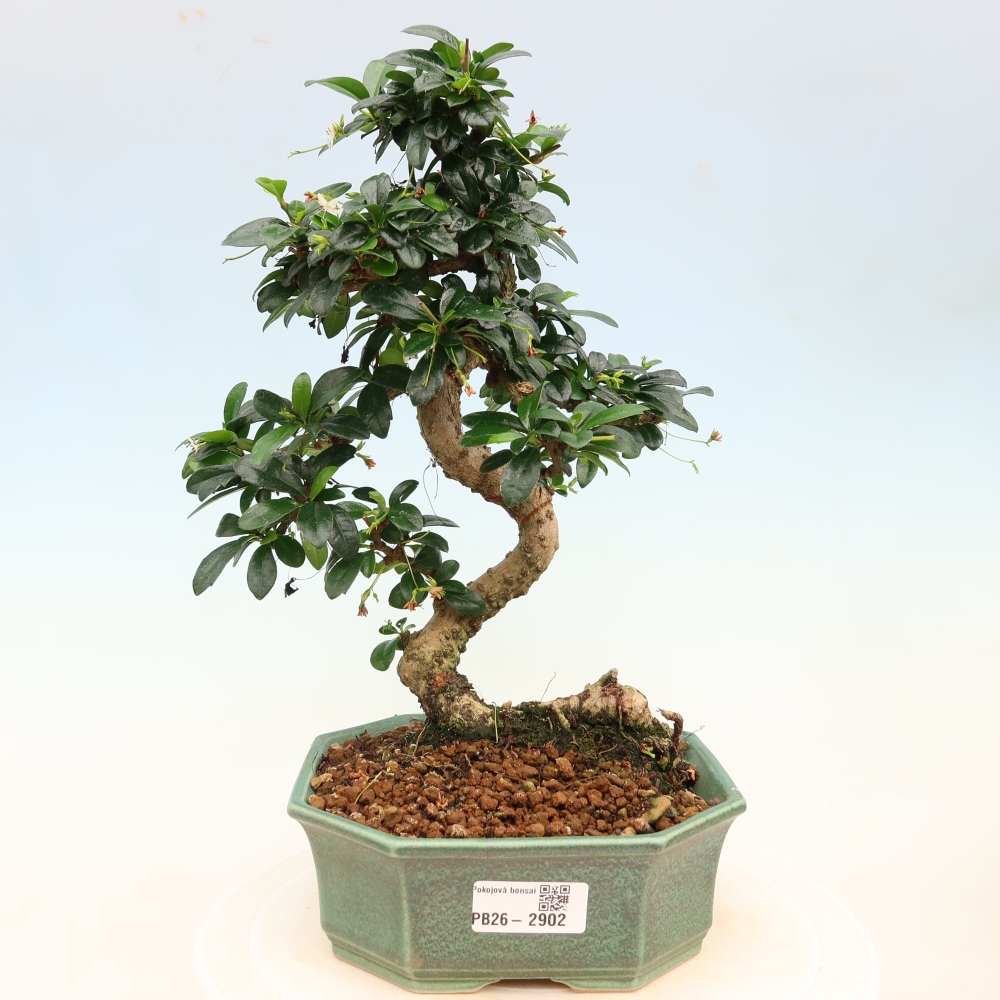 Camera bonsai - Carmona macrophylla - Tea fuki