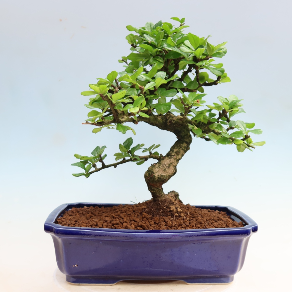 Camera bonsai - Carmona macrophylla - Tea fuki