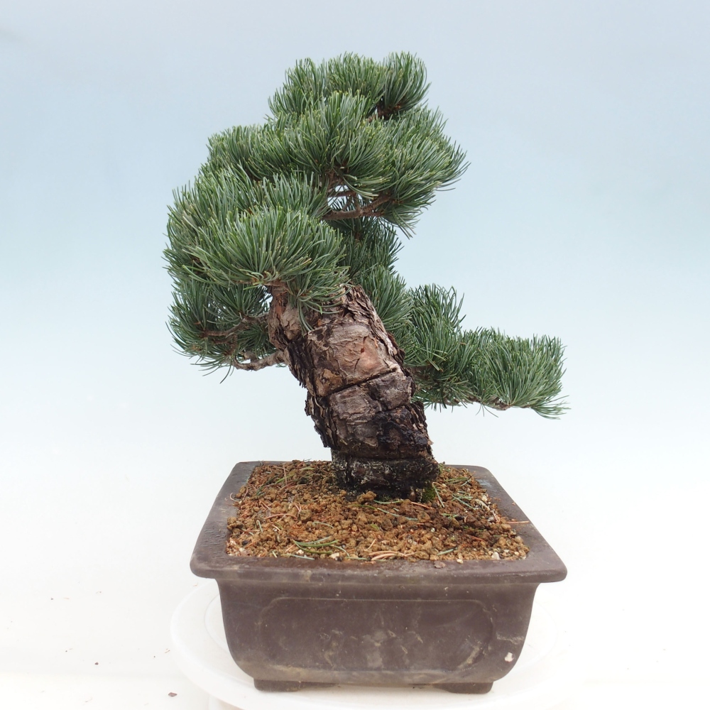 Bonsai da esterno - Pinus parviflora - Pinus parviflora
