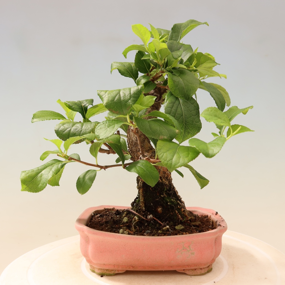 Bonsai da esterno - Celastrus orbiculatus