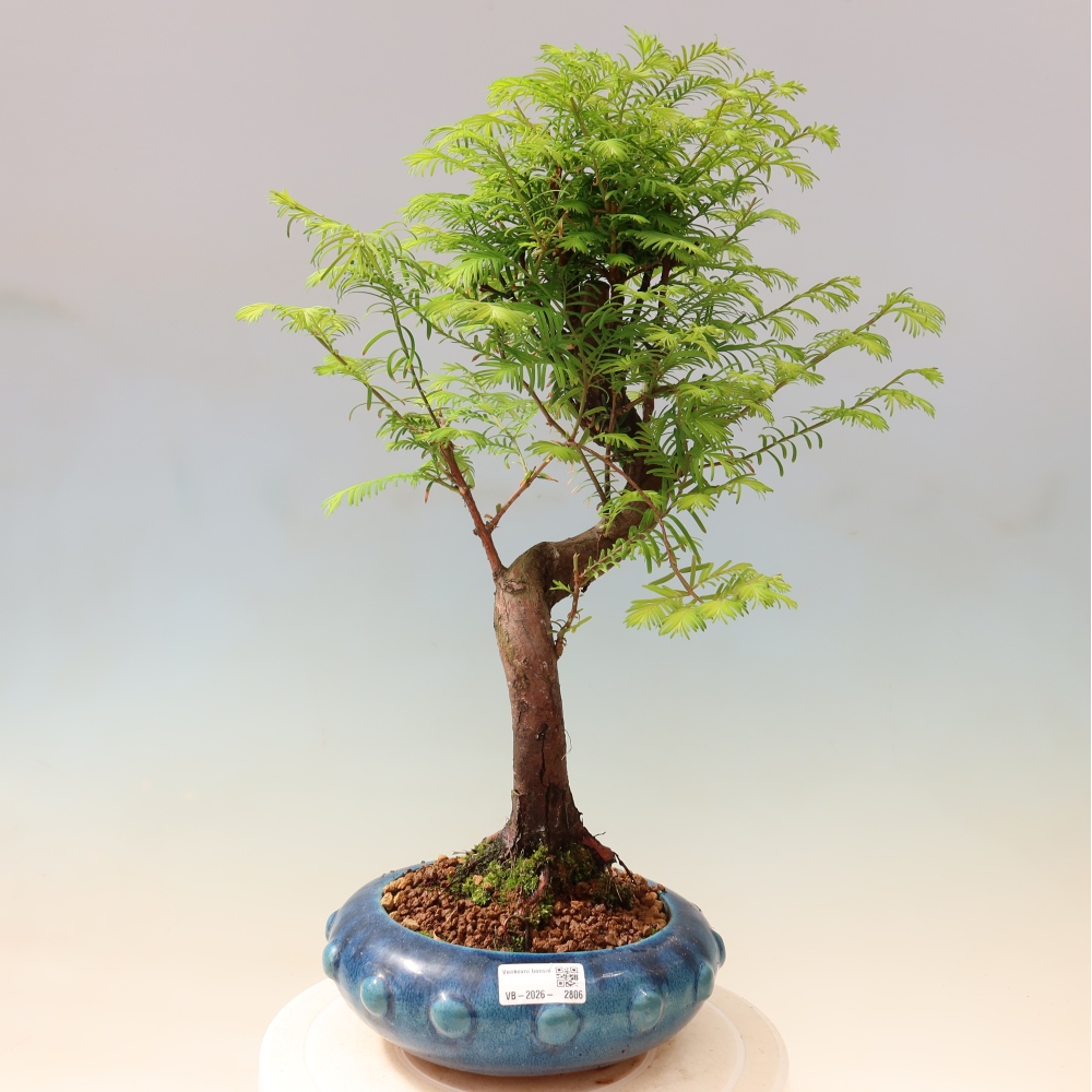Bonsai da esterno - Metasequoia glyptostroboides - Metasequoia cinese