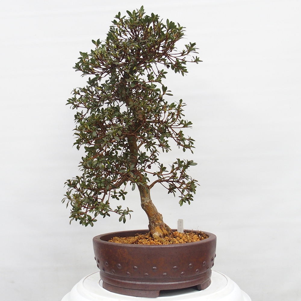 Bonsai da esterno - Azalea giapponese - Azalea Akari