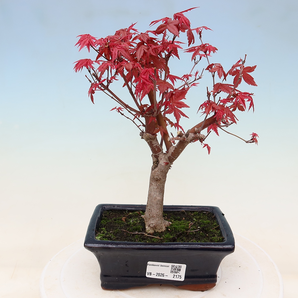 Bonsai da esterno - Acer palmatum DESHOJO