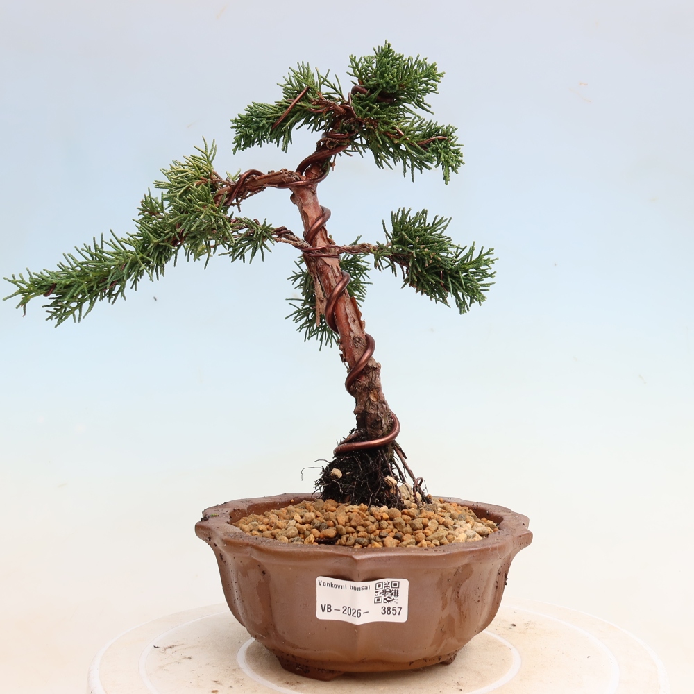 Bonsai da esterno - Juniperus chinensis Kishu