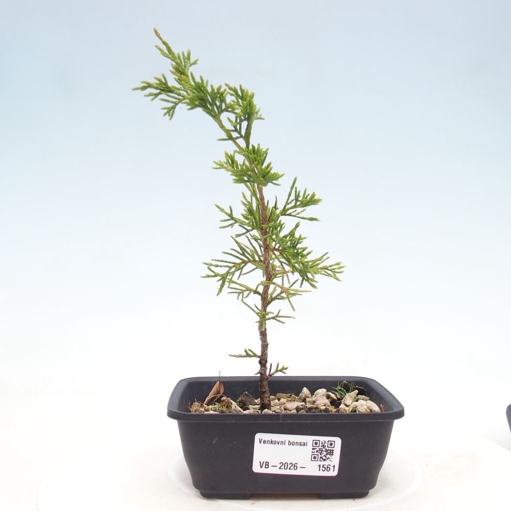 Bonsai da esterno - Juniperus chinensis Itoigawa