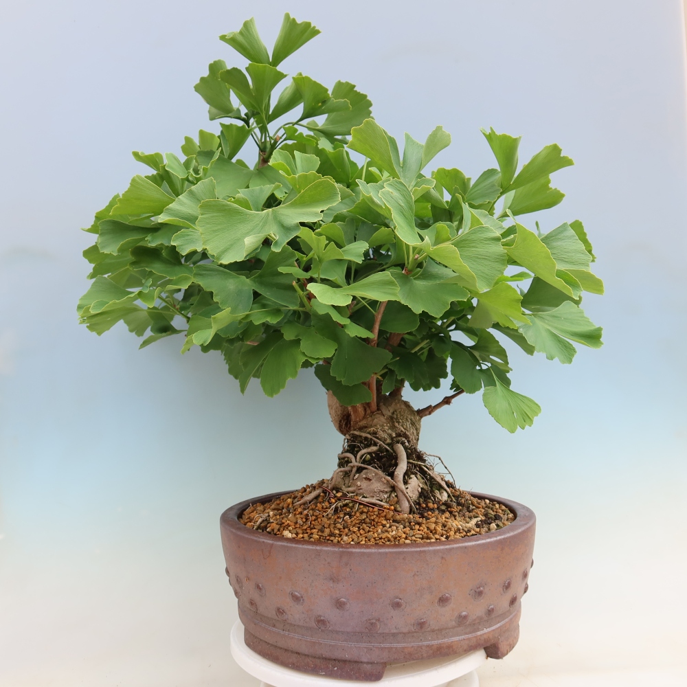 Bonsai da esterno - Ginkgo biloba - Ginkgo biloba