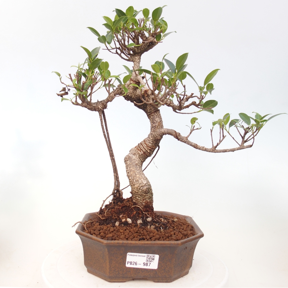 Camera bonsai - Ficus retusa - ficus a foglie piccole