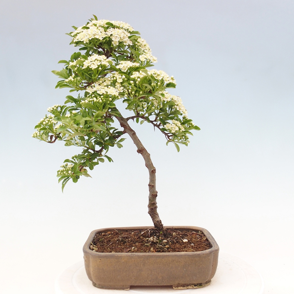 Bonsai da esterno-Pyracantha Teton -Hlox