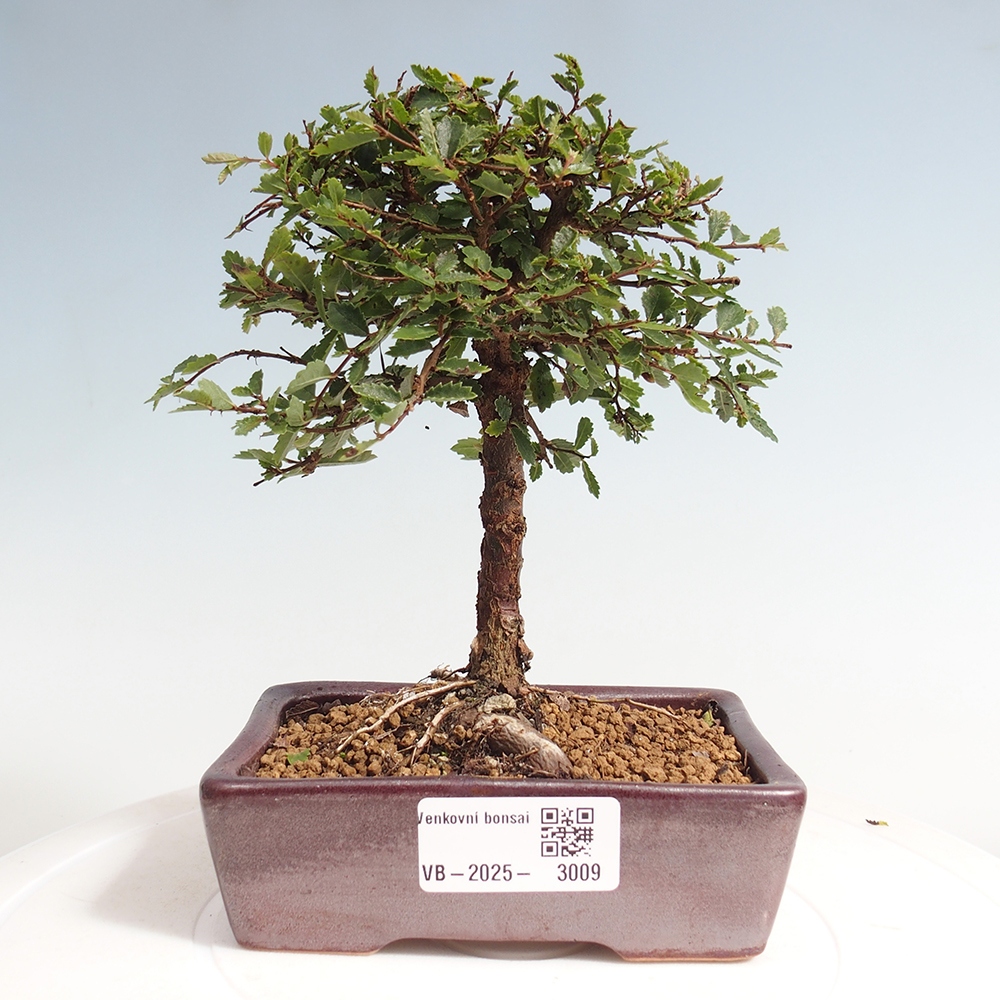 Bonsai da esterno - Ulmus parvifolia Sagei - Olmo a foglie piccole