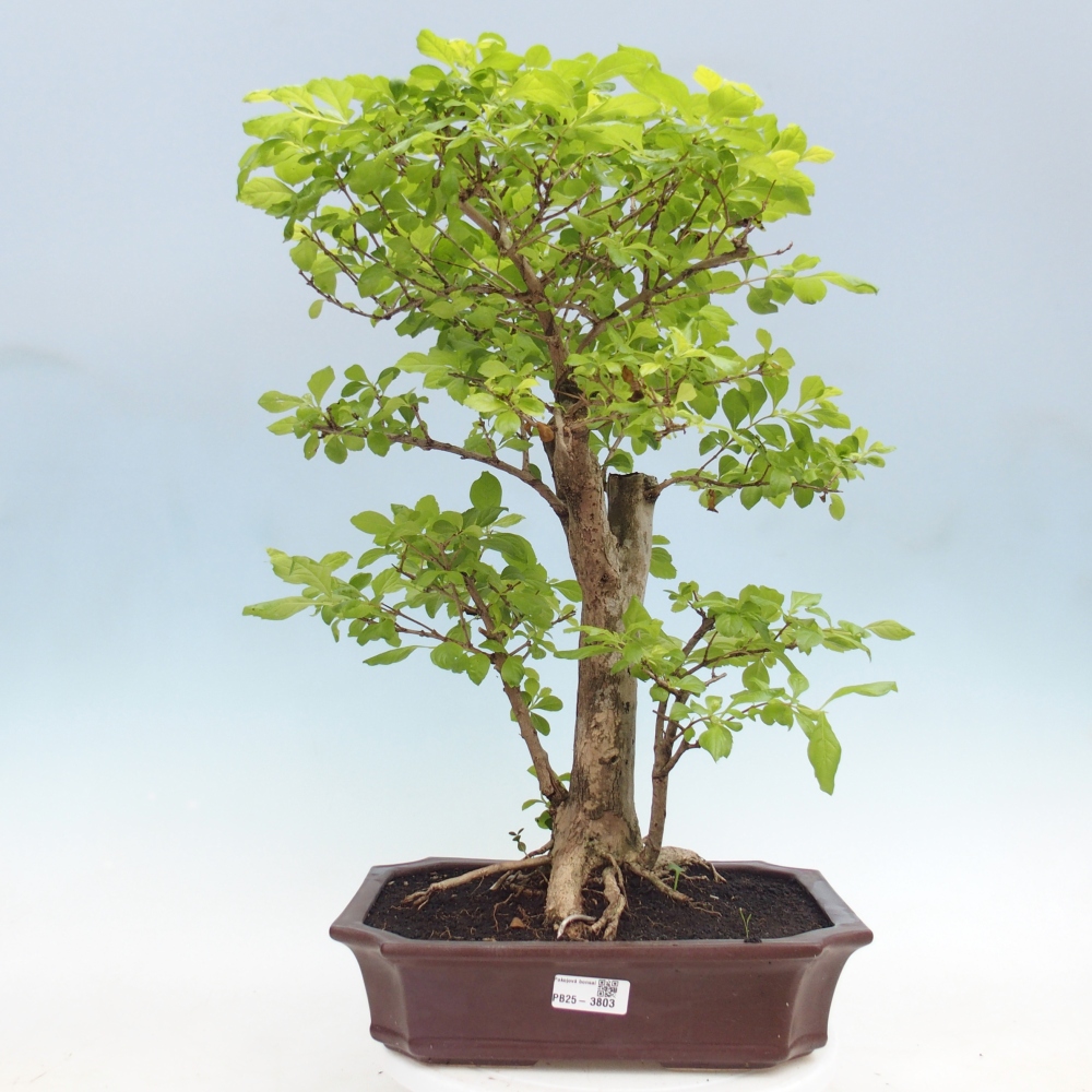Camera bonsai - Duranta erecta Aurea