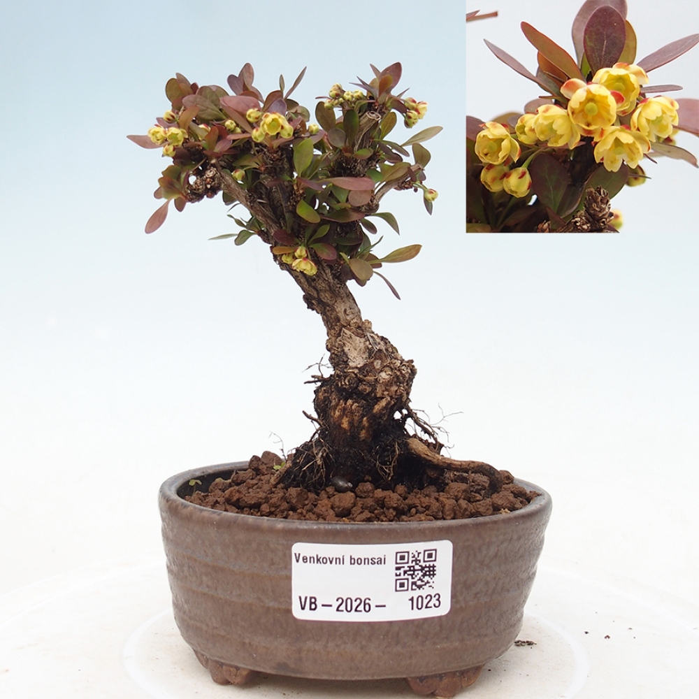 Bonsai da esterno - Berberis Thunbergii Bagatelle
