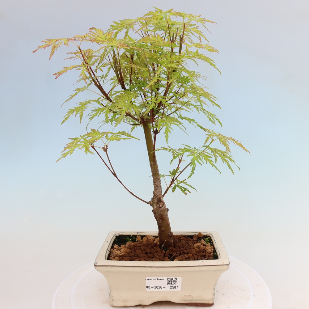 Bonsai da esterno - Acer palmatum Dissectum