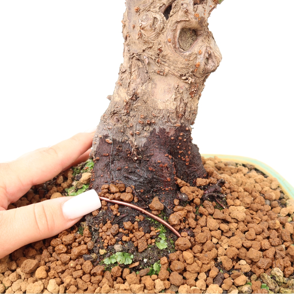 Bonsai da esterno - Albicocco giapponese - Prunus Mume