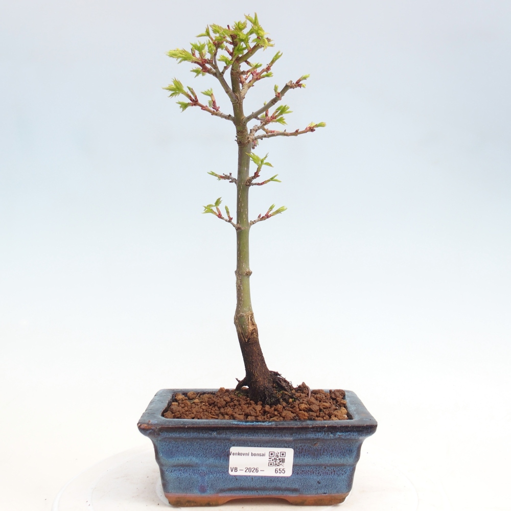 Bonsai da esterno -Javor a foglie piccole SHISHIGASHIRA