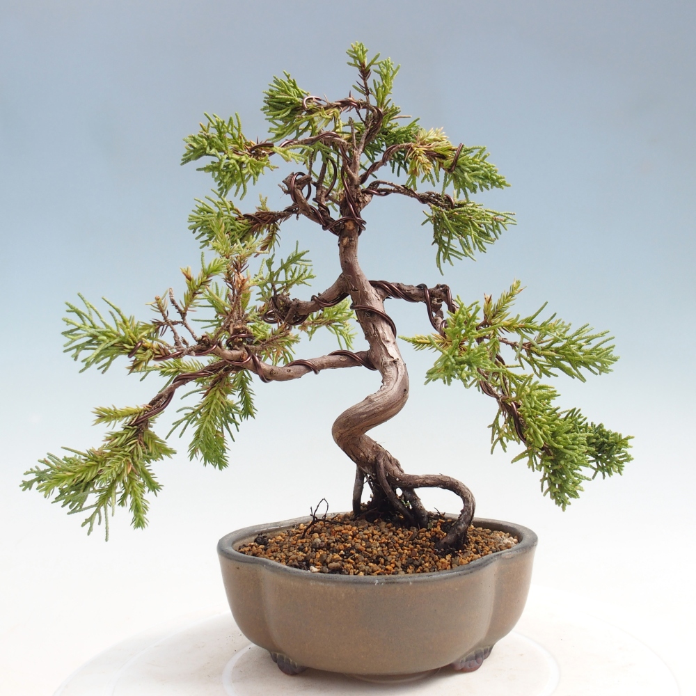 Bonsai da esterno - Juniperus chinensis Kishu