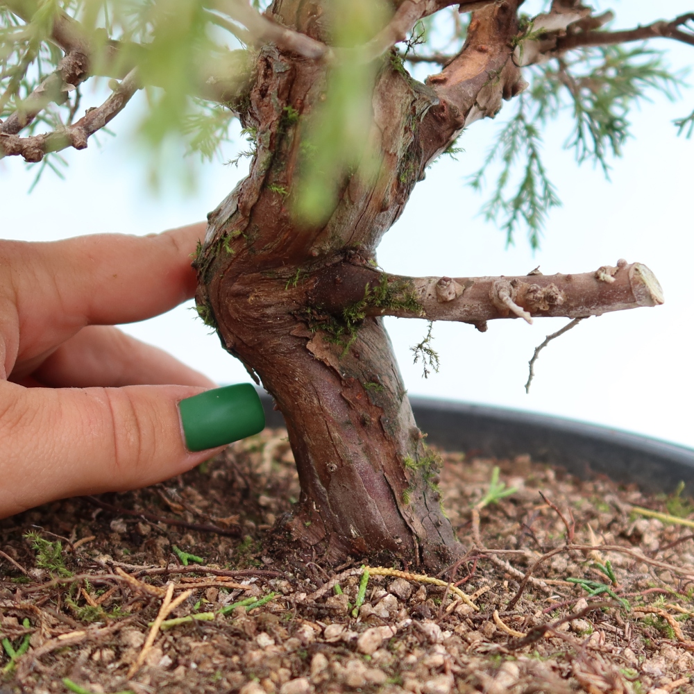 Bonsai da esterno - Juniperus chinensis Itoigawa-Juniperus chinensis
