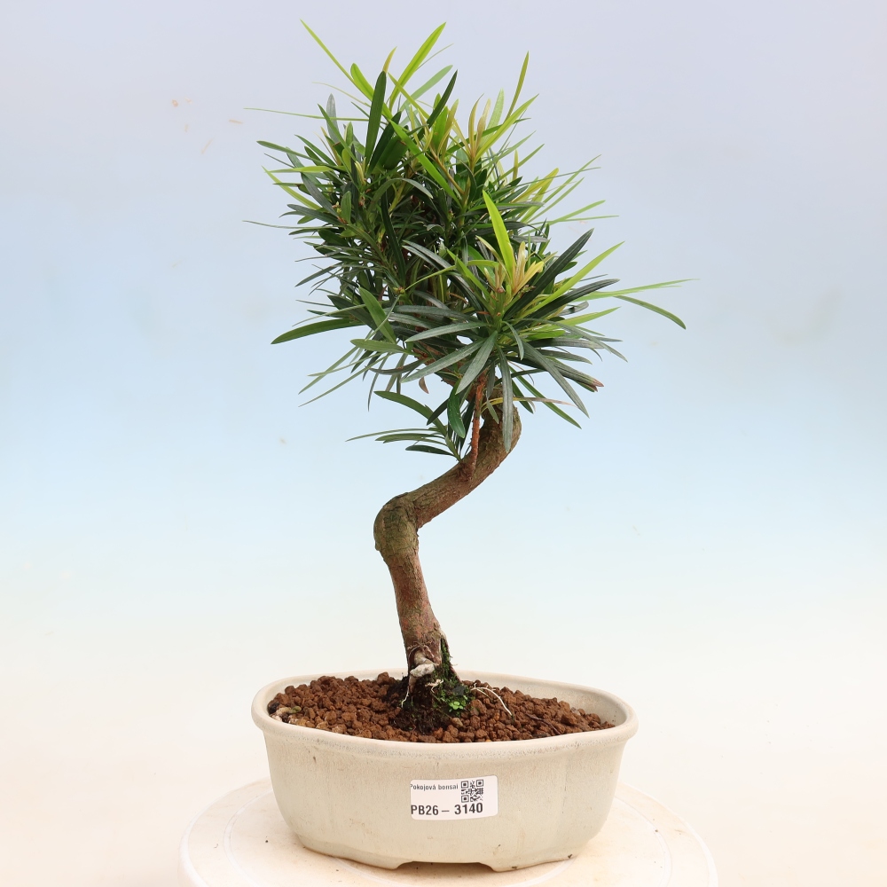 Camera bonsai - Podocarpus - Tasso delle pietre