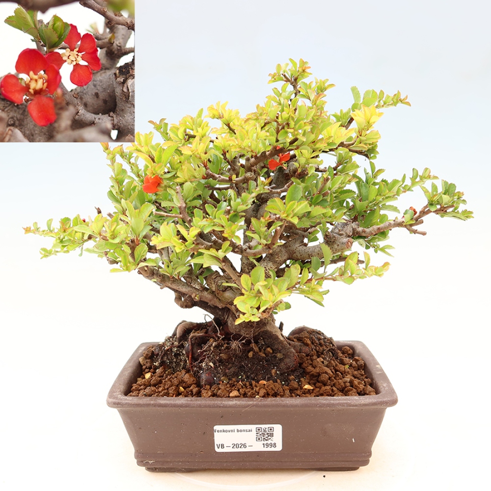 Bonsai da esterno - Chaneomeles speciosa Chojubai