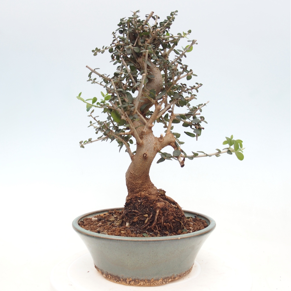 Bonsai da interno - Olea europaea sylvestris