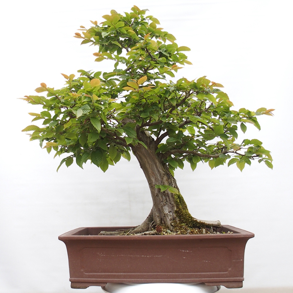 Bonsai da esterno - Carpino - Carpinus betulus