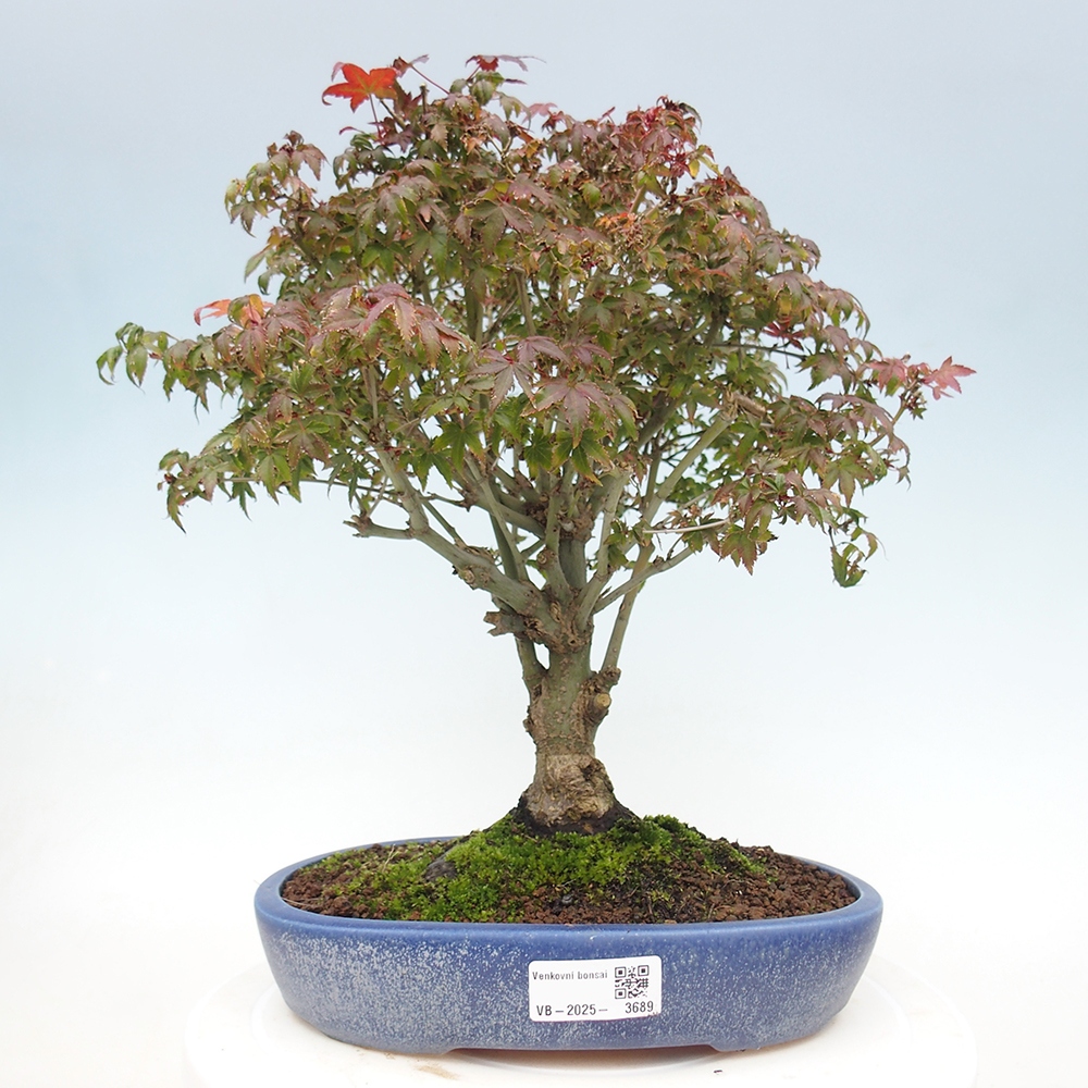 Acer palmatum KIOHIME - Acero palmato