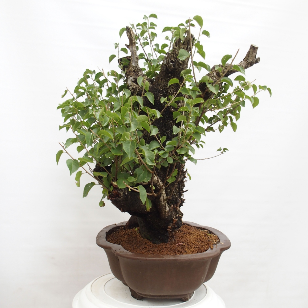 Bonsai da esterno - Mahalebka - Prunus mahaleb