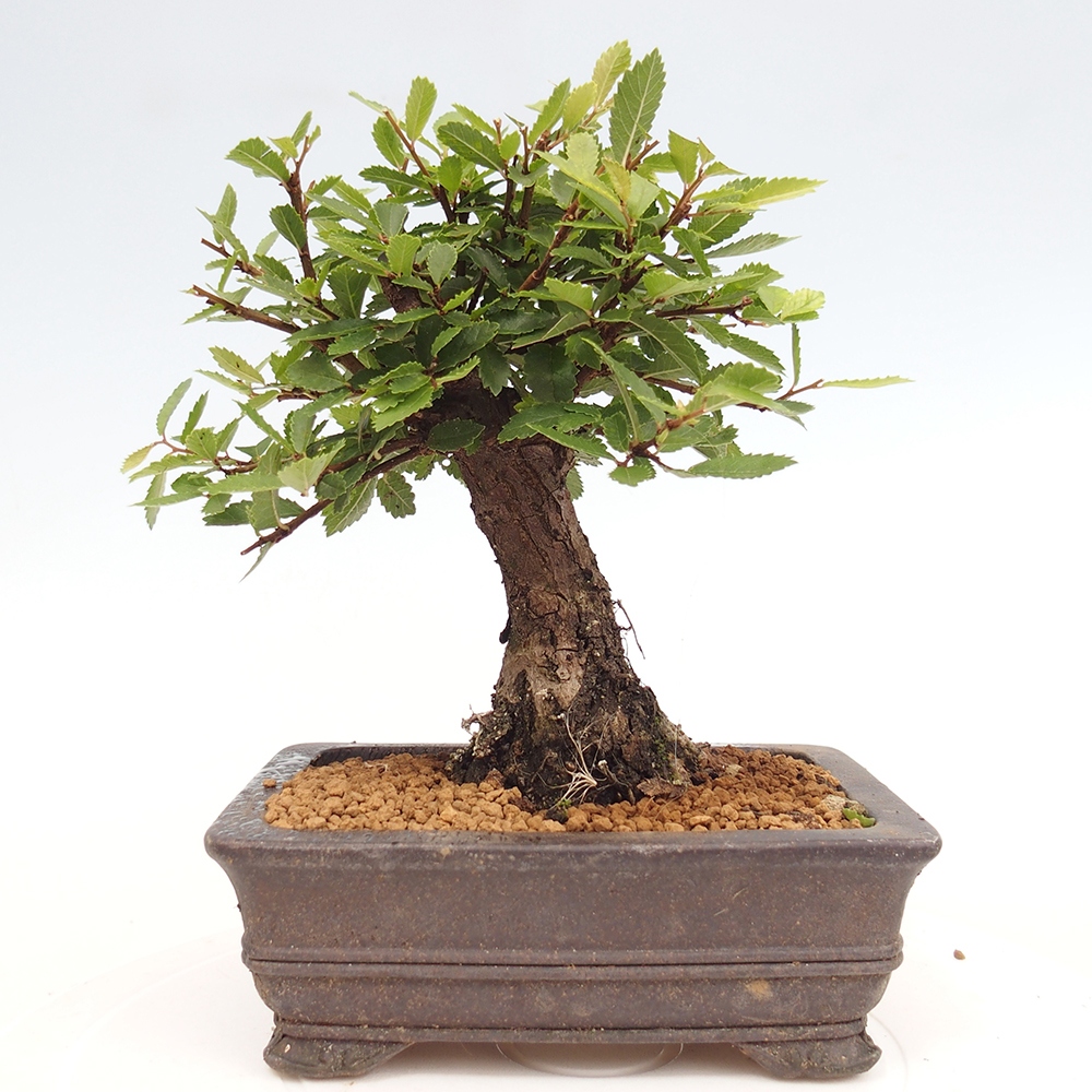 Bonsai da esterno - Zelkova - Zelkova NIRE