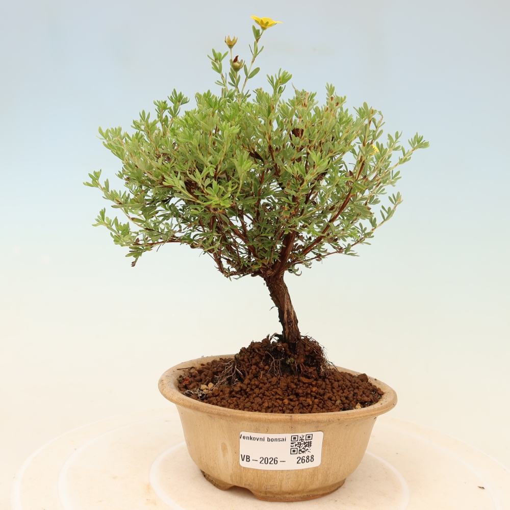 Bonsai da esterno - Potentilla fruticosa - Goldkissen